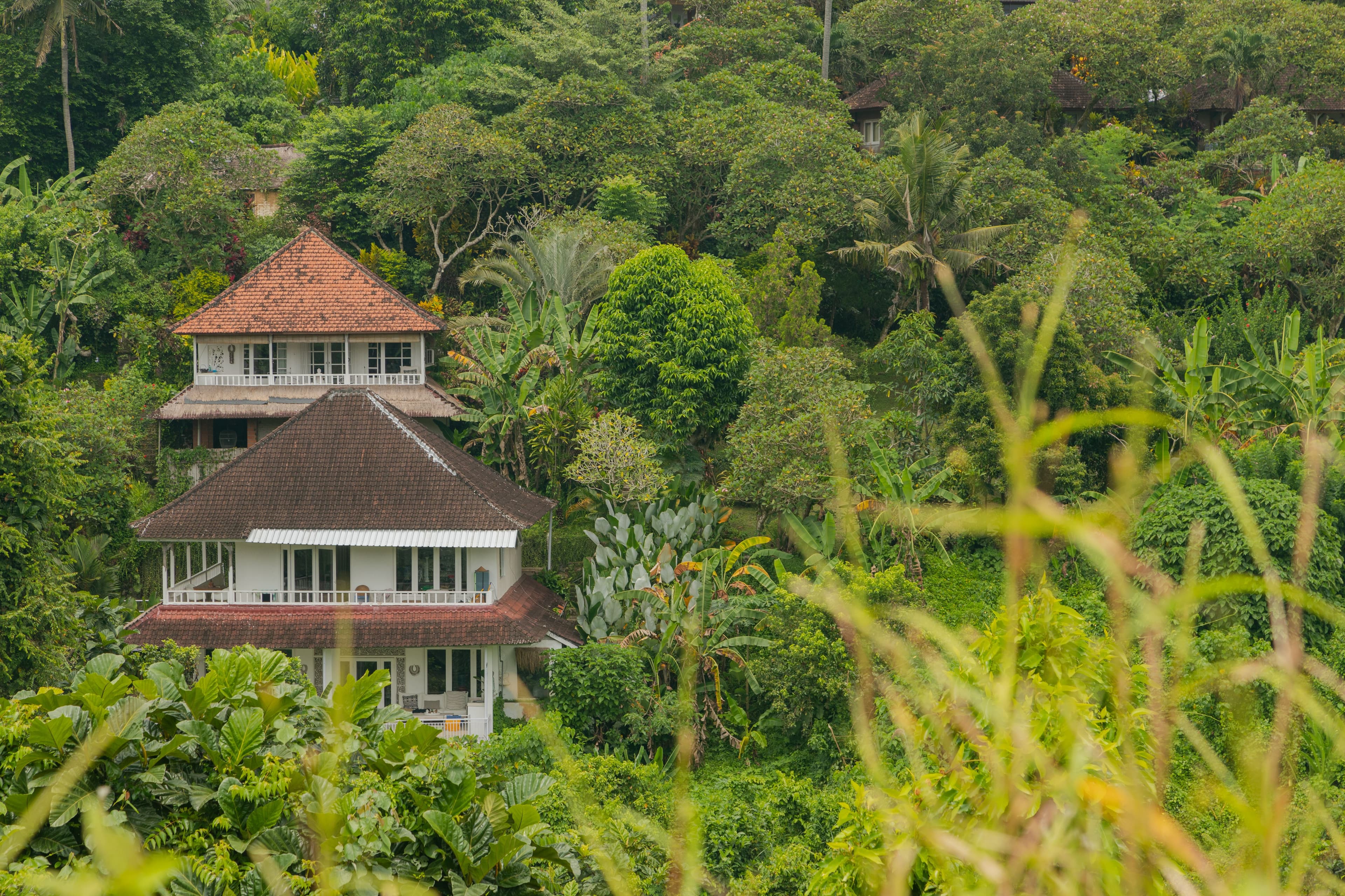 Landscape with houses in jungle near Campuhan ridge walk, Bali, Indonesia, track on the hill with gr