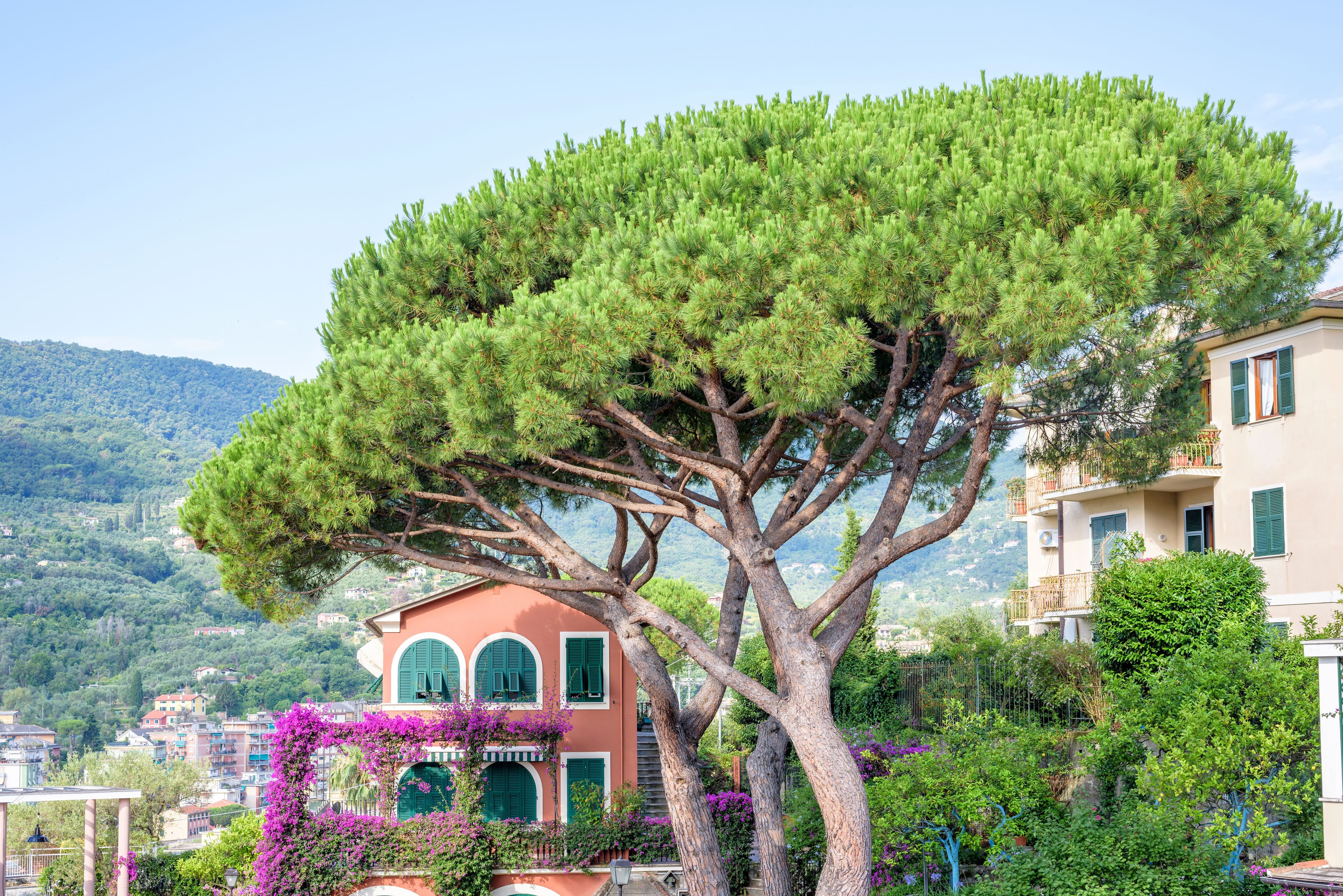 Beautiful daylight view to green tree